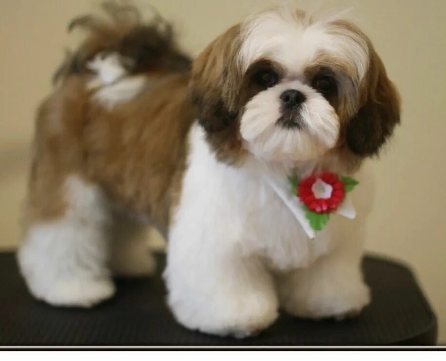 Щенки ши тцу. Грумминг ши тцу. Порода собак ши-тцу. Стрижка собаки ши тцу. Ши-тцу.