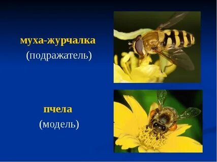 Журчалка среда обитания