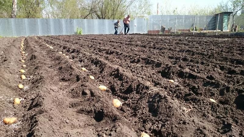Посадка картошки. Посев картошки в полях. поле посадка картошки. садим картофель рядком. весенний посев картофеля.