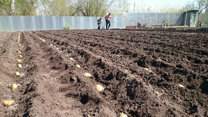 Посадка картошки в домашних условиях. Посев картофеля. Сажать картошку. Картошка на даче. Поле картофеля.