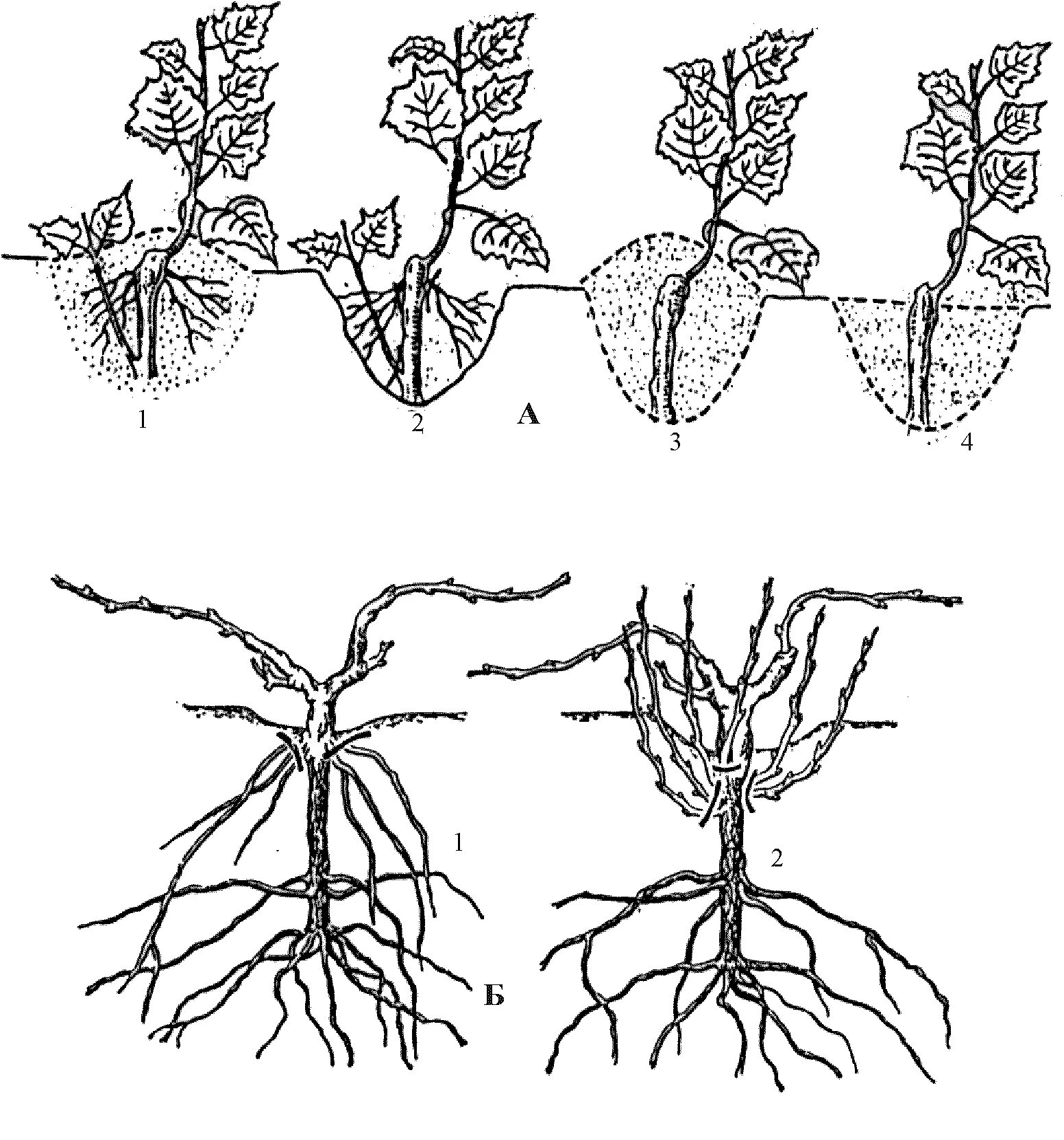 Корневая система винограда схема. Корневая поросль винограда. Катаровка винограда это. Маточник подвойных лоз винограда.