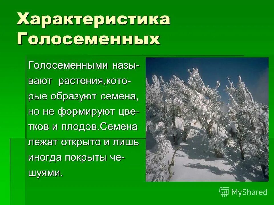 описание голосеменных растений. описание голосеменных растений. характеристика голосеменных. голосеменные растения таблица. характеристика голо семеных.