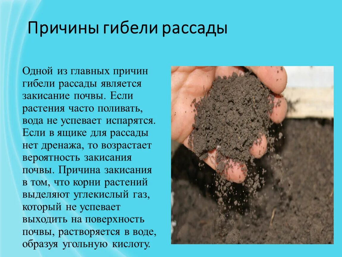 Почва является смесью. Закисание почвы. закисший грунт. закисание почвы у рассады. почва закисла.