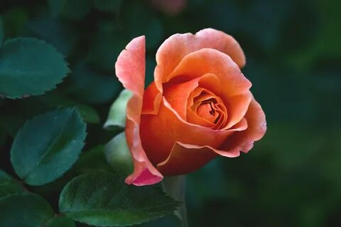 Роза иришка (70 фото) .