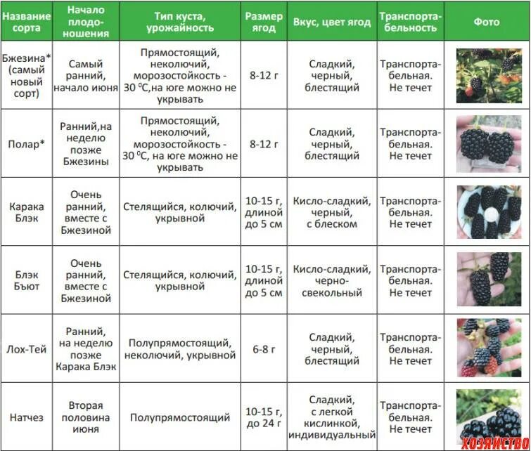 Почему навоз рекомендуется вносить