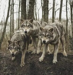 Des loups