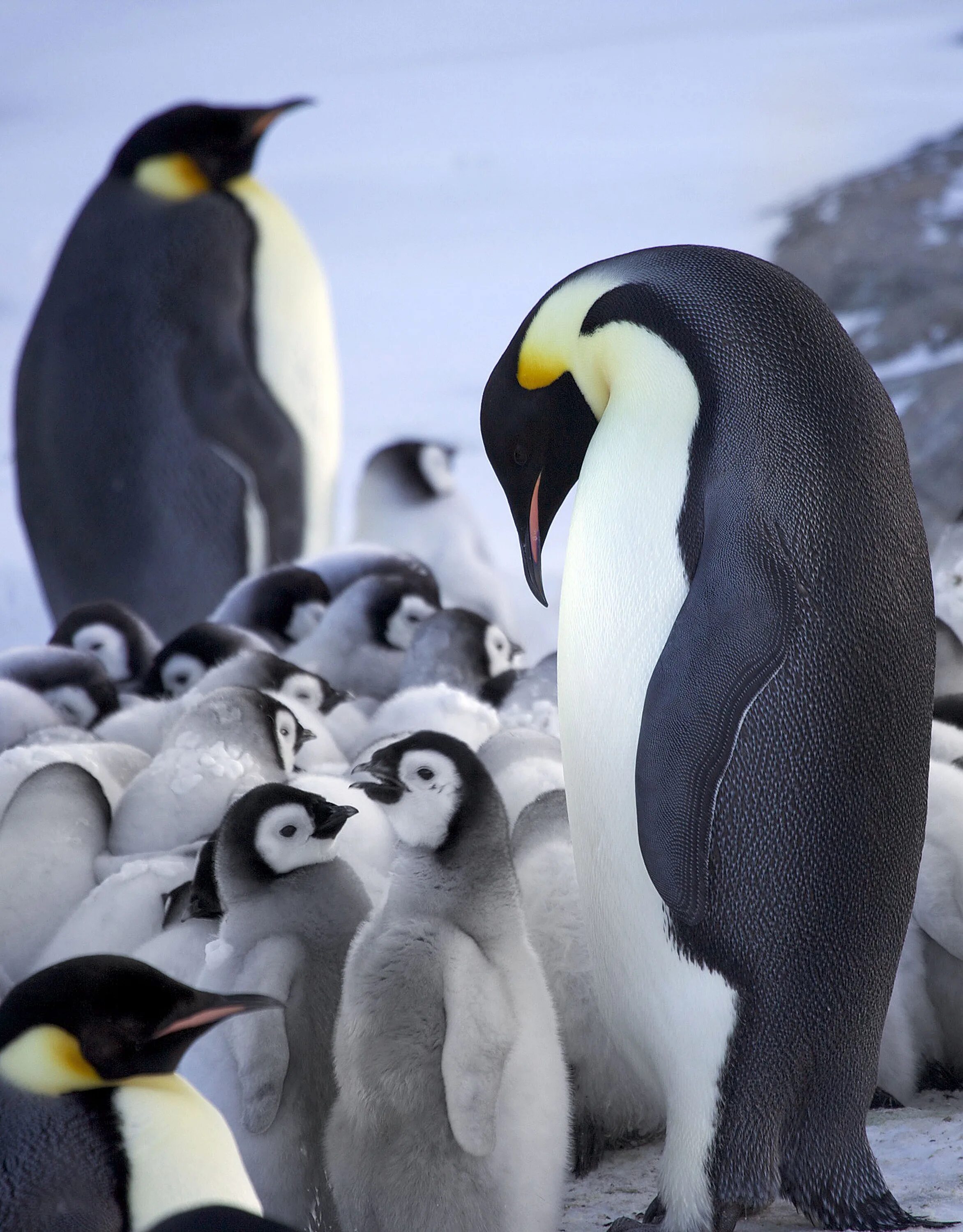 Emperor penguin. Императорский Пингвин высиживает яйцо. Королевский Пингвин Золотоволосый. Пингвин Aptenodytes Demersa. Императорский Пингвин в Антарктиде.