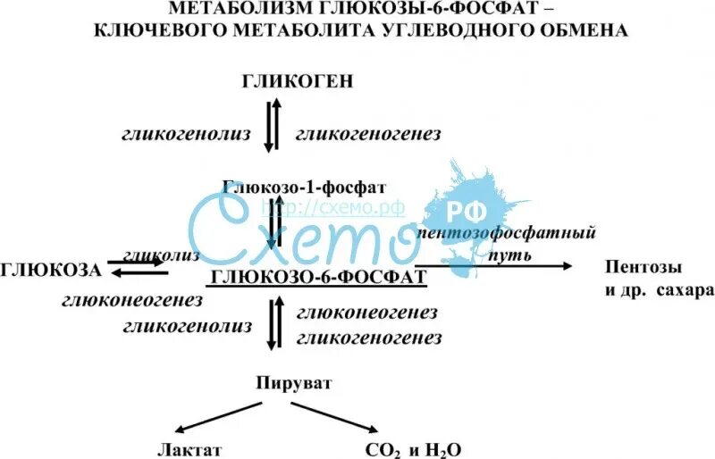Пути углеводного обмена. Пути использования глюкозы 6 фосфат схема. схема пути метаболизма глюкозо-6-фосфат. метаболизм глюкозы биохимия. метаболизм глюкозо-6-фосфата.