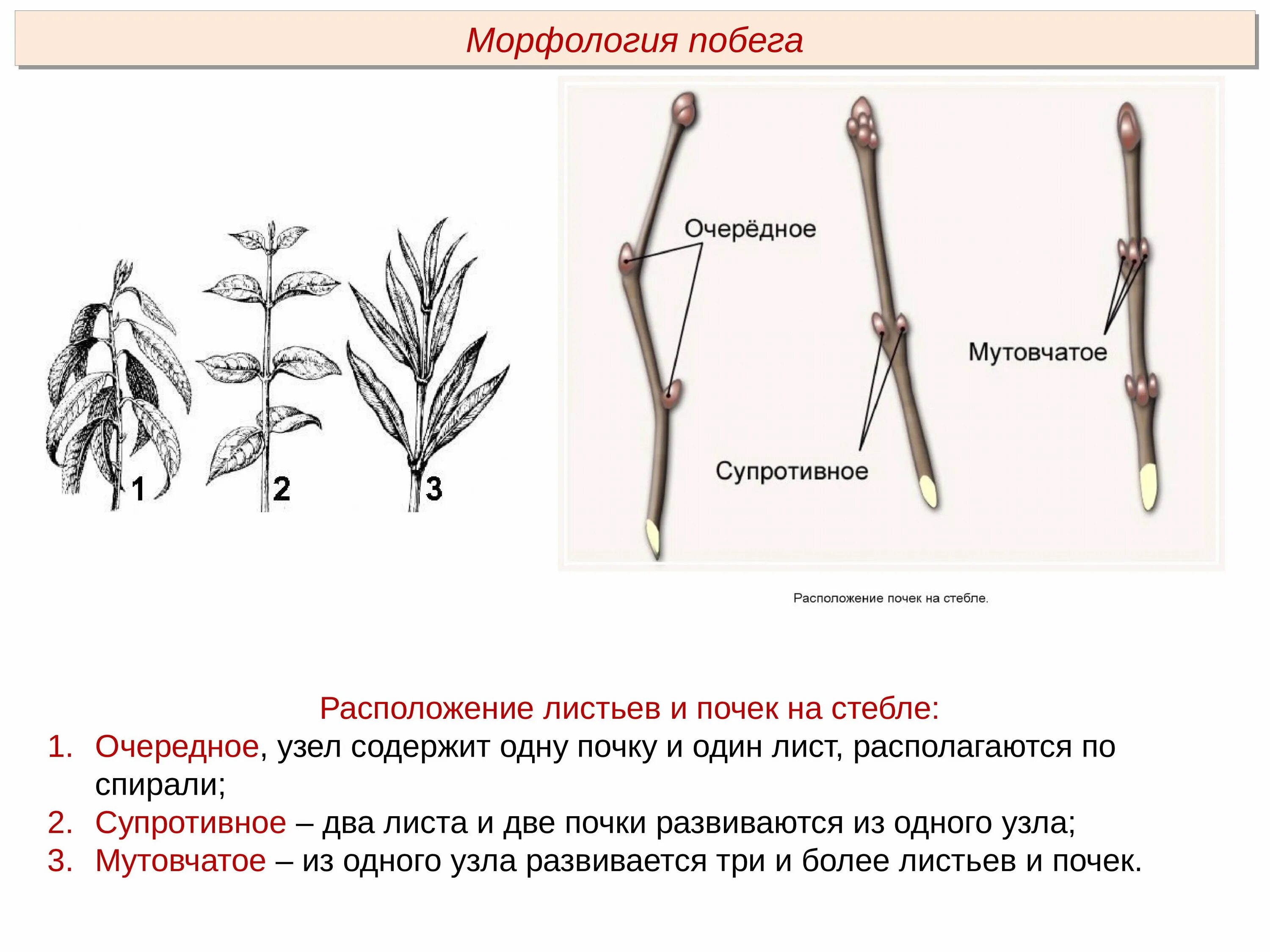 Какие почки формируются на корнях