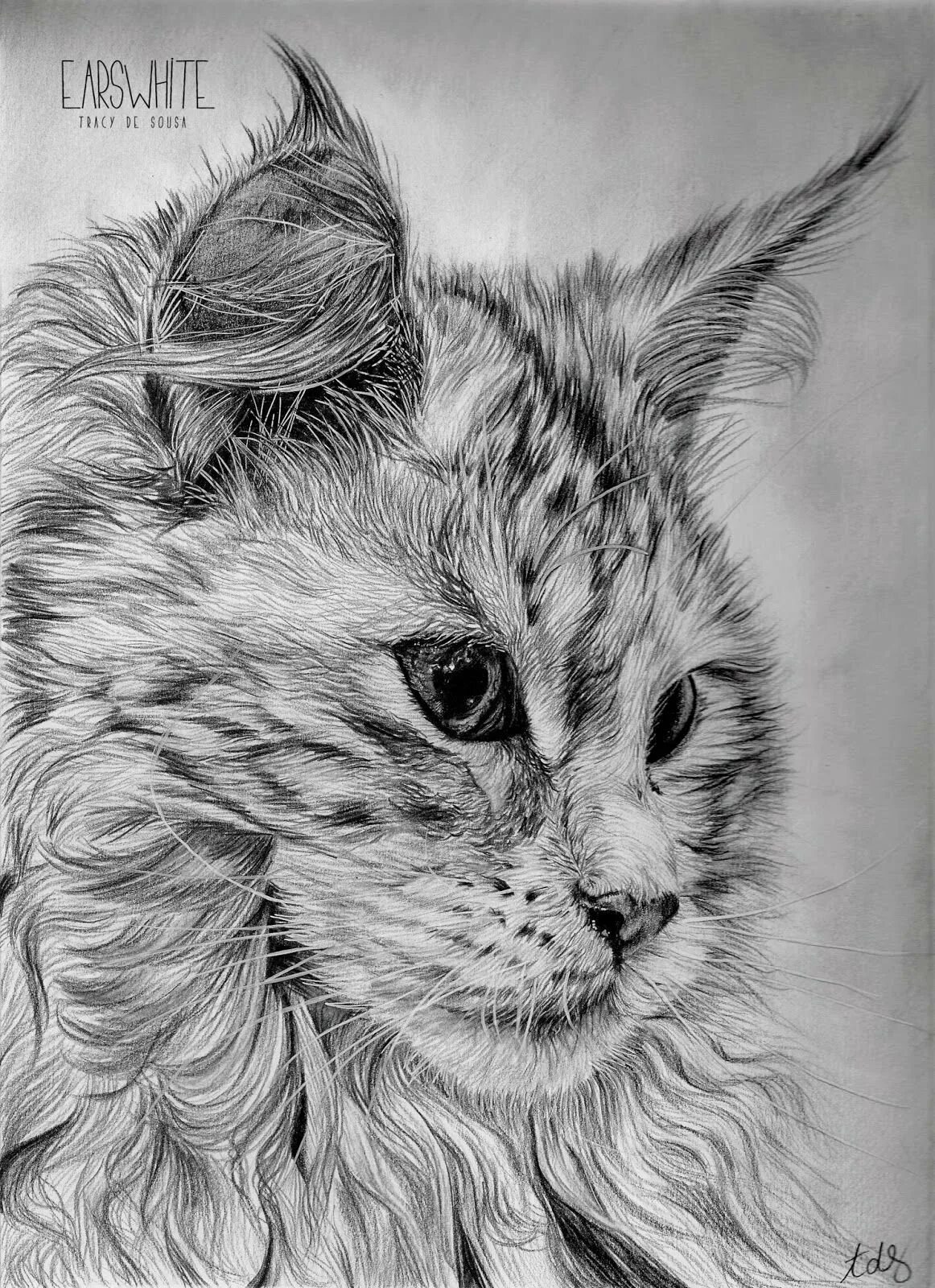 Сложные рисунки котик. Мейн-кун. Рисунок Мейн куна. Сложные рисунки карандашом. Сложный рисунок кота карандашом.