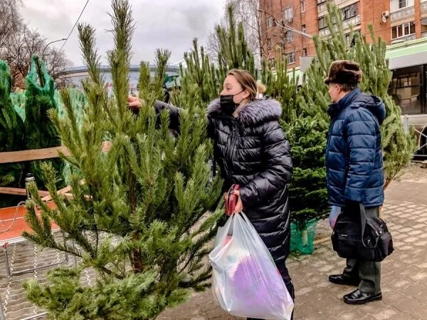 В питомнике вырастили 360. В питомнике вырастили 360 елей.