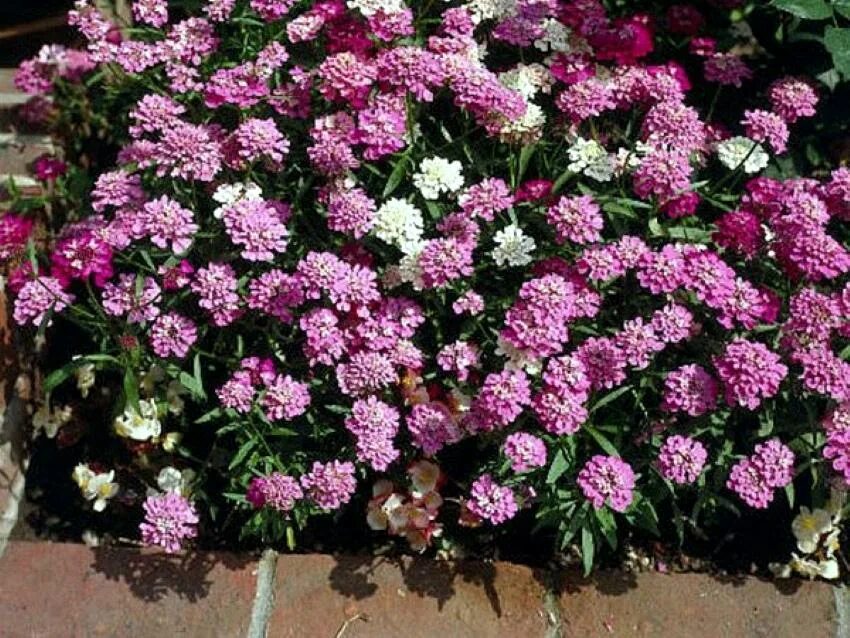 Иберис зонтичный александрия. Иберис зонтичный многолетний. Иберис зонтичный многолетний. Иберис зонтичный - iberis umbellata. Иберис зонтичный многолетний.