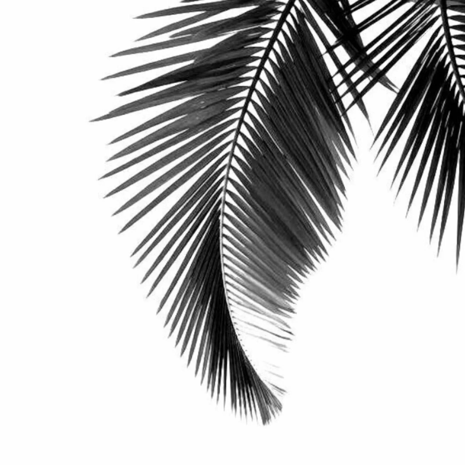 Тень от пальмы на стене. Пальмовая ветка. Тени от пальм. Пальма. Тень на песке.