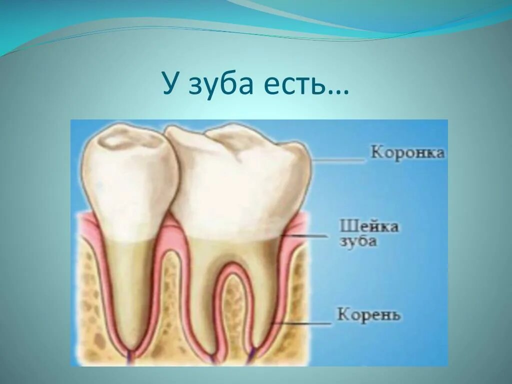 Зуб 8 корень