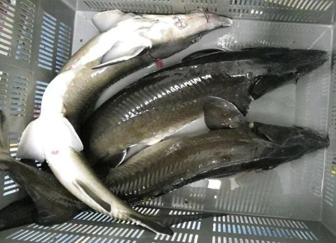 Астраханский осетр. Осетр на рынке. Селенские исады астрахань рыбный рынок. Стерлядь 1. Осетровые на рынке.