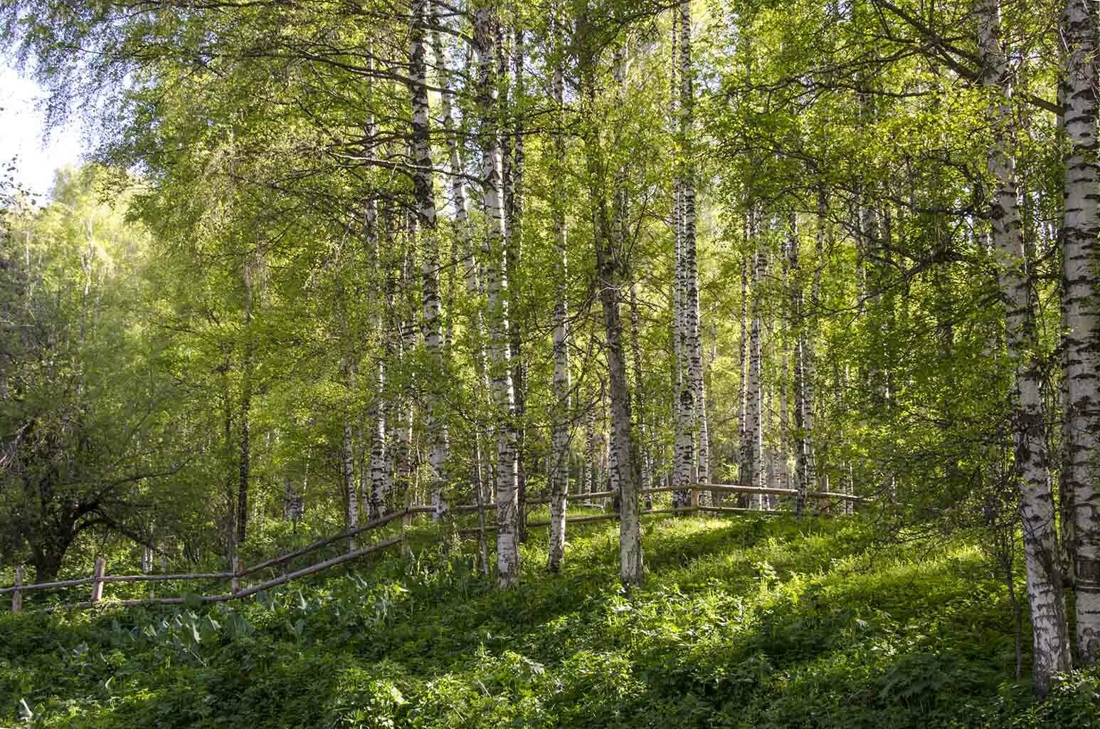 березовая роща ростов на дону. природный парк «роща могилица». жк березовая роща. жк зеленая роща ростов на дону. жк березовая роща ижевск.