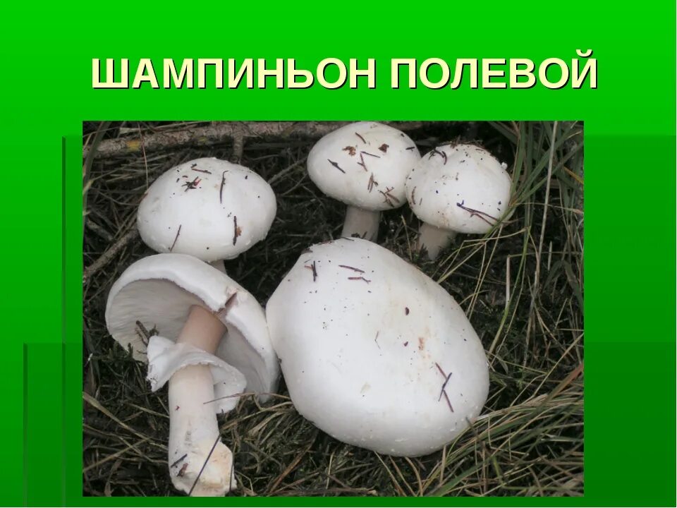 Шампиньон полевой Agaricus arvensis. Ложный Луговой шампиньон. Шампиньон полевой ложный. Печерица, Луговой шампиньон ложные. К какой группе относится шампиньон