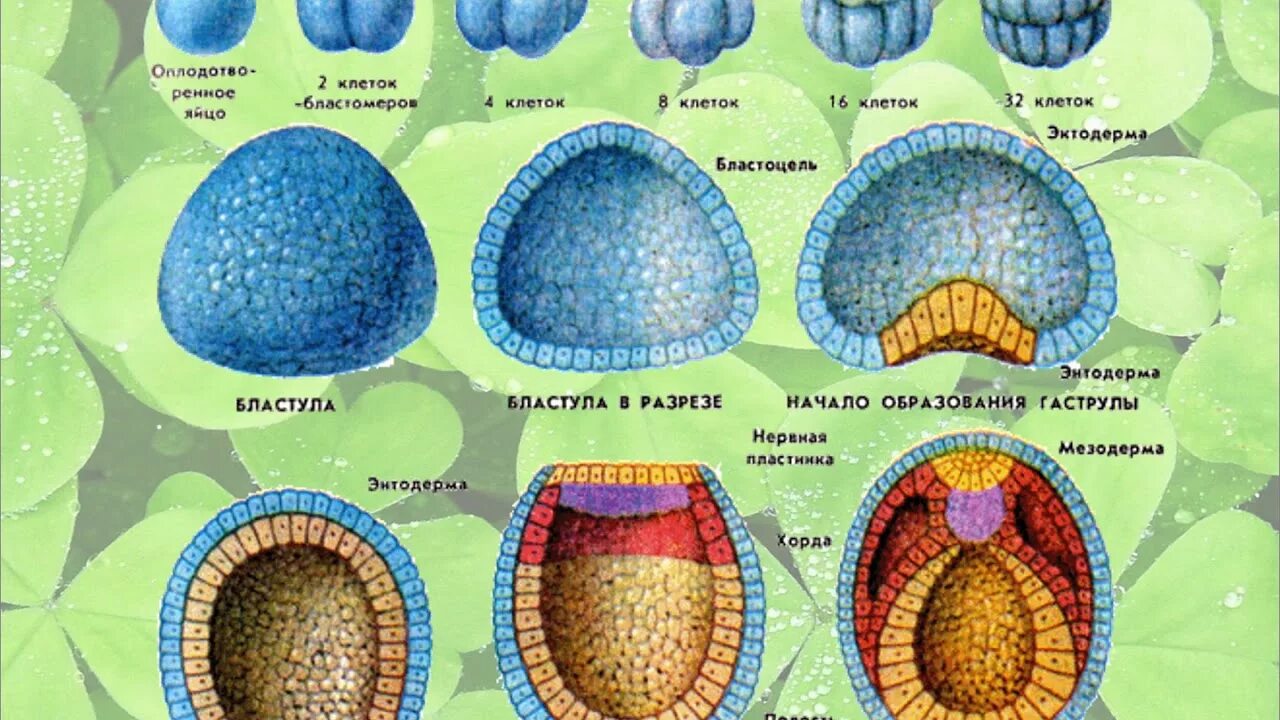 Бластула гаструла. Оплодотворение бластула гаструла нейрула. Морула бластула бластоцель. Морула бластула гаструла нейрула.