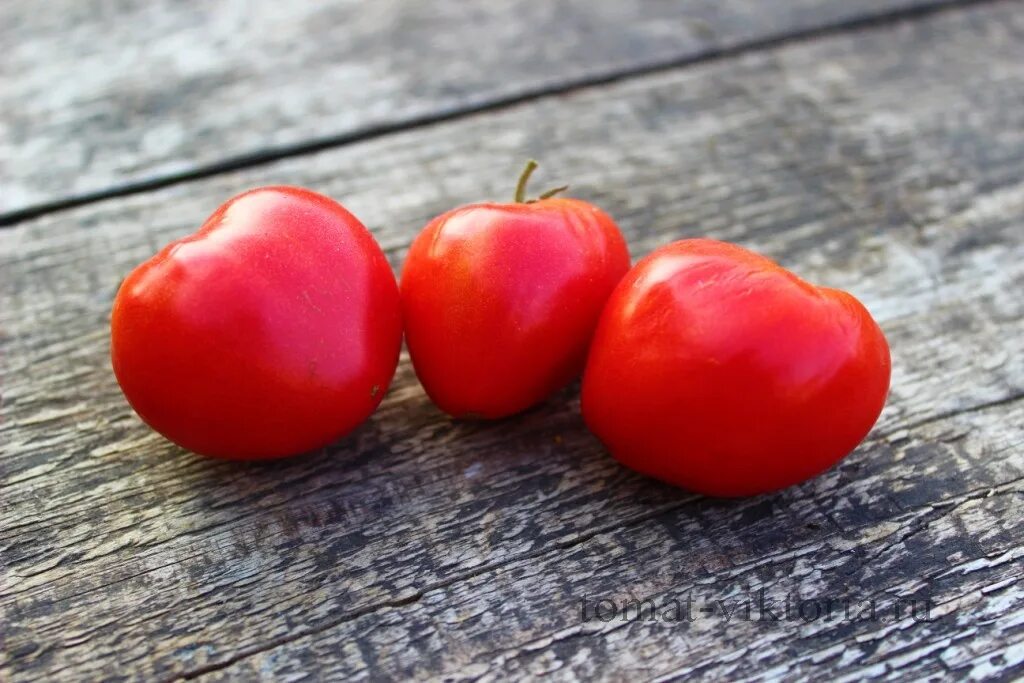 Томат гном розовая страсть. Томат румынский розовый. Тотоматгном розовая страсть фото. Томат розовая страсть. Гном розовая страсть томат характеристика.