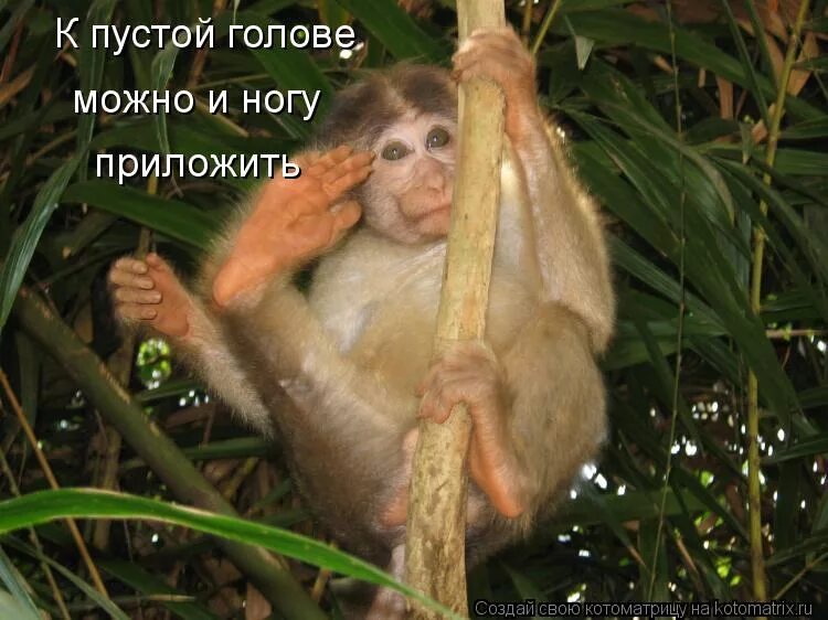 воинское приветствие. к пустой не прикладывают. к пустой не прикладывают. к непокрытой голове руку не прикладывают.