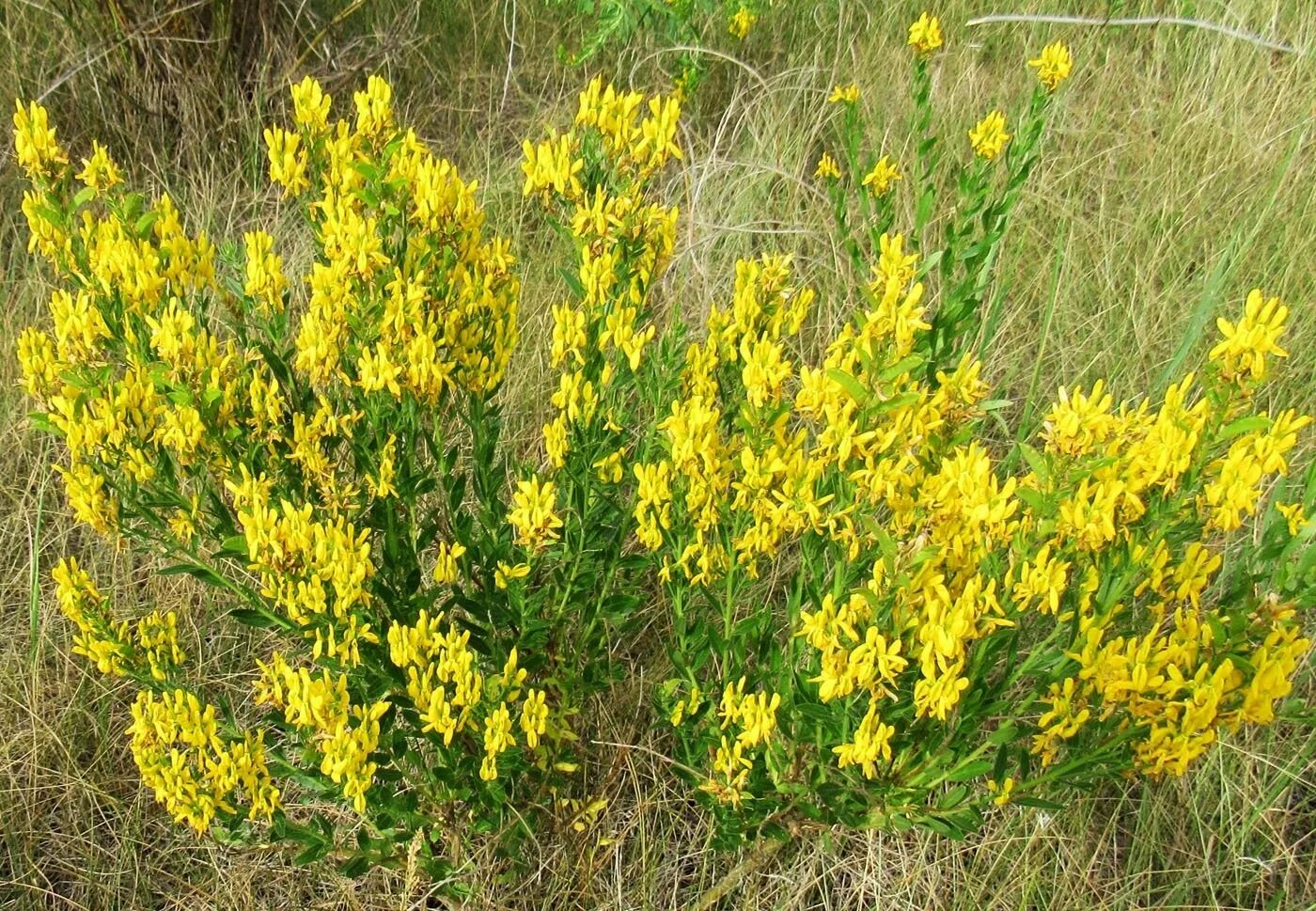 Дрок красильный кустарник. Гениста цветок. ). Гениста цветок. Гениста шпахиана.