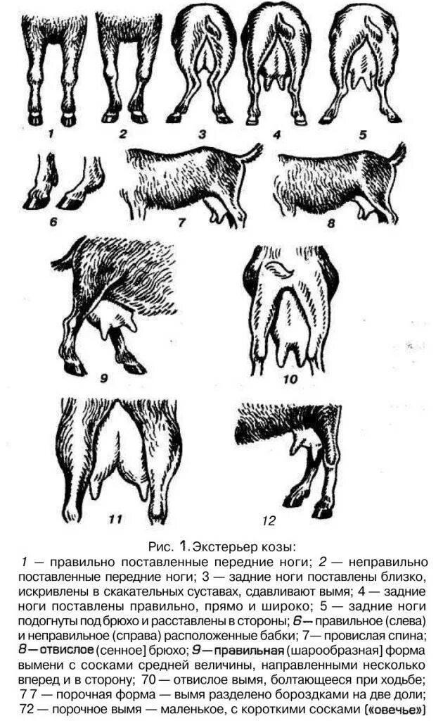 Сколько ходит котная коза
