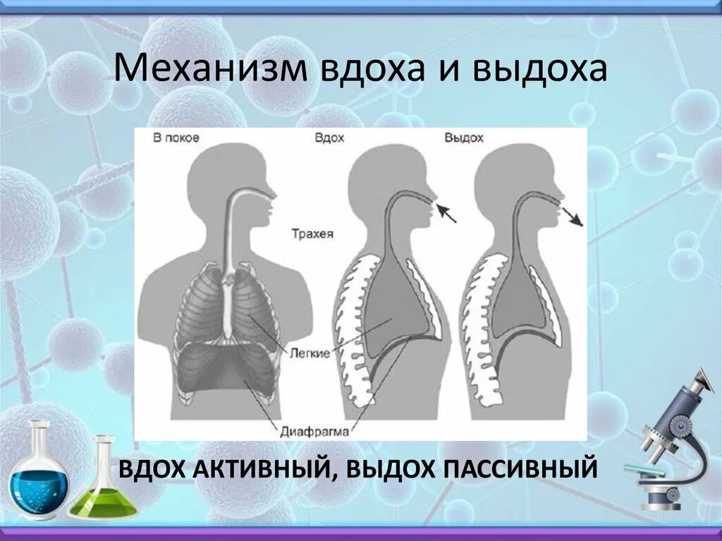 Последовательность дыхания у человека. Механизм вдоха и выдоха. Механизм вдоха ивыдлха. Дыхательная система вдох и выдох. Механизм вдоха и выдоха схема.