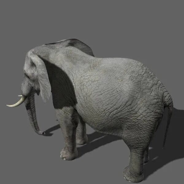 Heaviest animal. Слон 3д модель. Анимация 3d модели животные. Слон не анимированные 3d модель. Heavy animal.