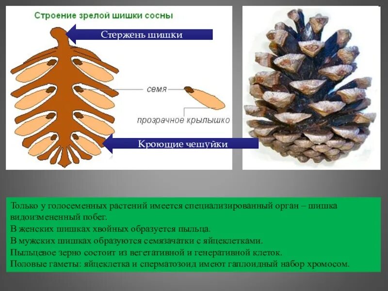 Структуры ели