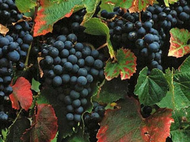 Виноград мальбек описание сорта фото Celebrate Malbec World Day * Dracaena Wines