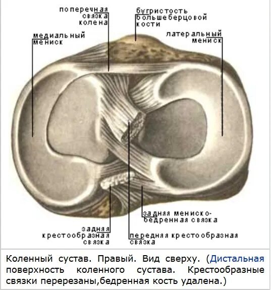 Коленный сустав строение мениск связки. Медиальный мениск анатомия. связки менисков коленного сустава анатомия. анатомия связок мениска коленного сустава.
