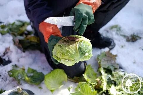 Если капуста замерзла можно ли ее солить