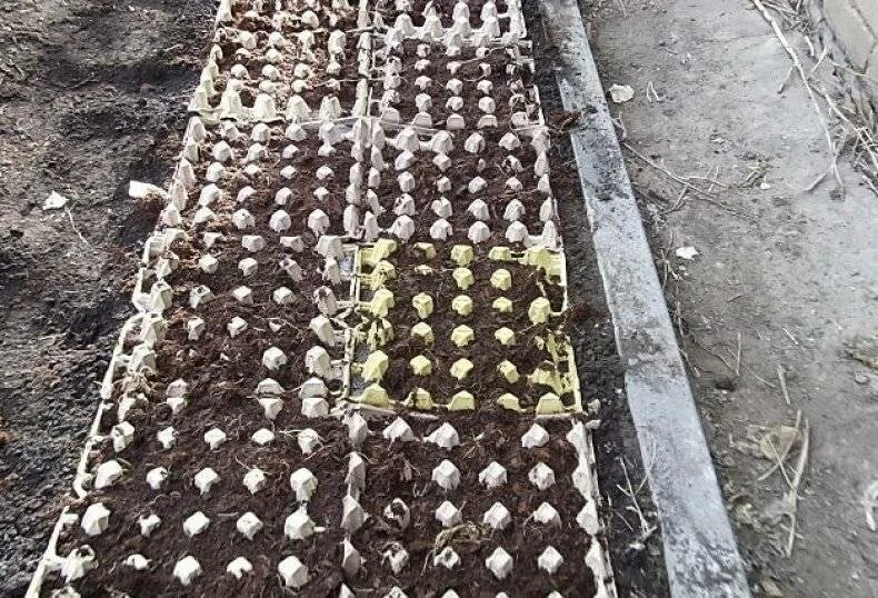 Посев моркови в яичные лотки. Мульчирование яичными лотками. Как посадить морковь в ячейку. Как посадить морковь в ячейку. Посев в лунки.