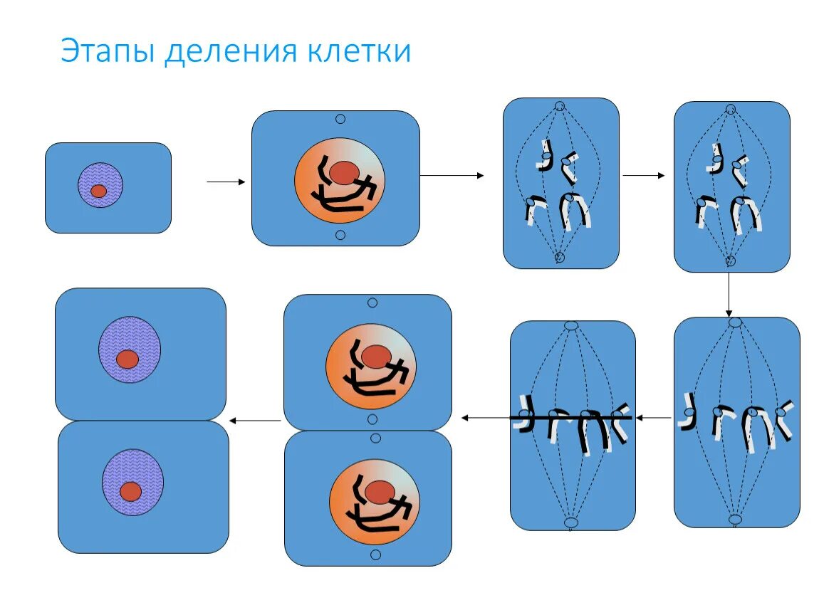 Схема процесса деления клетки. Процессы этапы деления клетки 5 класс биология. Фазы деления клетки 5 класс биология. Деление растительной клетки 5 класс биология. Деление родительской клетки