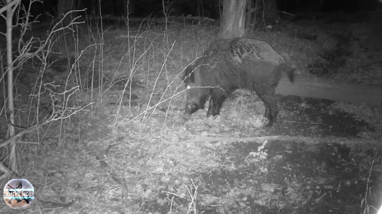 Лес с животными. Кабанчики в лесу. Кабан в лесу осенью. Встреча с кабанами в лесу. Встреча с кабанами в лесу.