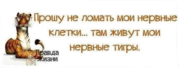 Там живут мои друзья. Шутки про последнюю нервную клетку. Шутки про нервные клетки. Не ломайте Мои нервные клетки в них живут Мои нервные тигры. Тигр цитаты.