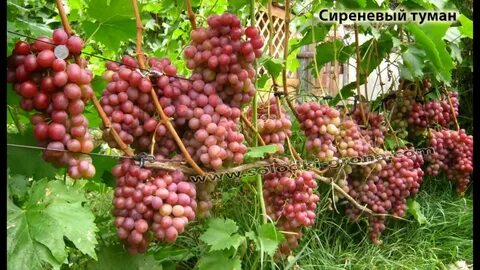 Кишмиш щелкунчик