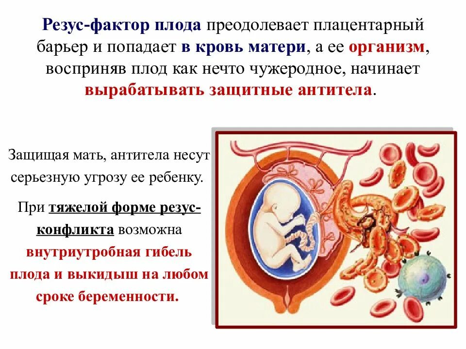 Влияет ли резус. Конфликтные резус-факторы крови. резус-фактор это в биологии 8 класс кратко. резус фактор и резус конфликт. резус несовместимость матери и плода.