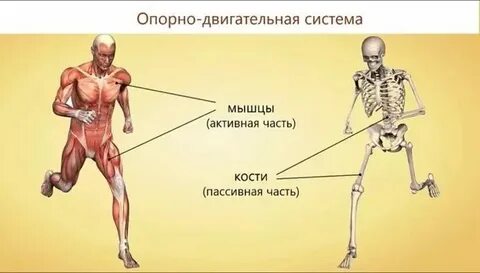 Тест 8 опорно двигательная система