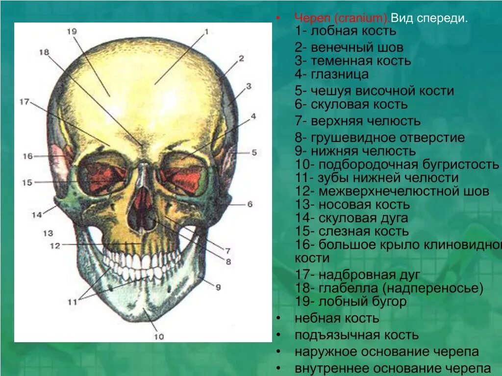 Лобная отдел скелета. Строение кости черепа человека. Кости лицевого отдела черепа сбоку. Строение костей черепа анатомия.