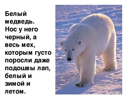 В какой зоне живет белый медведь
