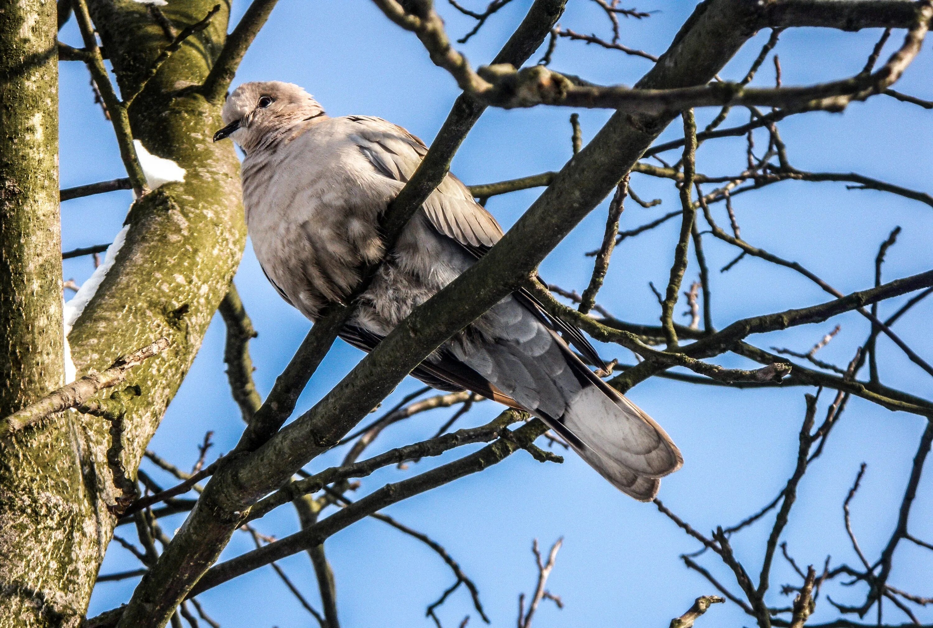 Голубь на дереве. Птица голубь на дереве. Голубка дерево. Голубка дерево. Горлица на дереве.