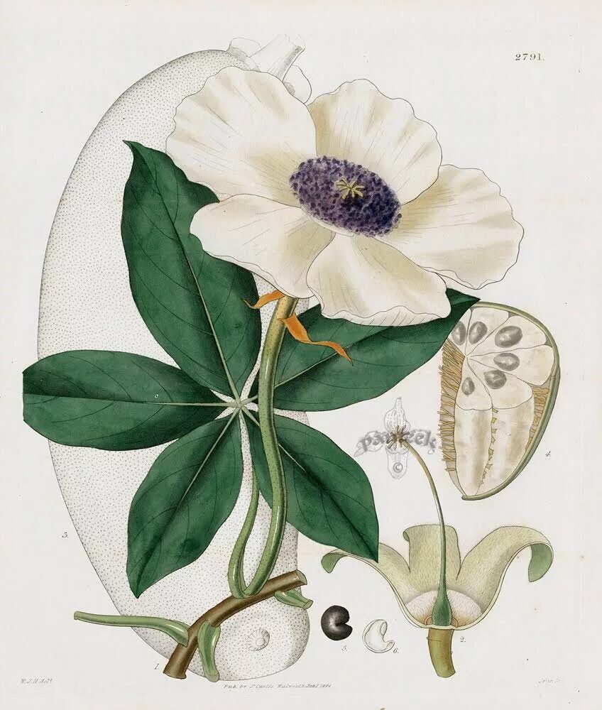 Ботанические растения. Уильям кертис ботанические иллюстрации. william curtis botanical prints 1787-1826 botanical illustra. торри ботаника. ботаническое рисование растений.