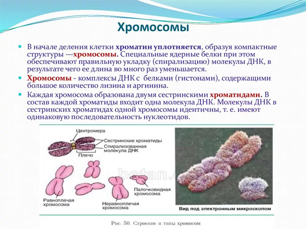 Хромосомы живых клеток. Хромосома хроматида ДНК. Деление хромосом. Структура хроматина хромосом. Хроматин хроматиды хромосомы.