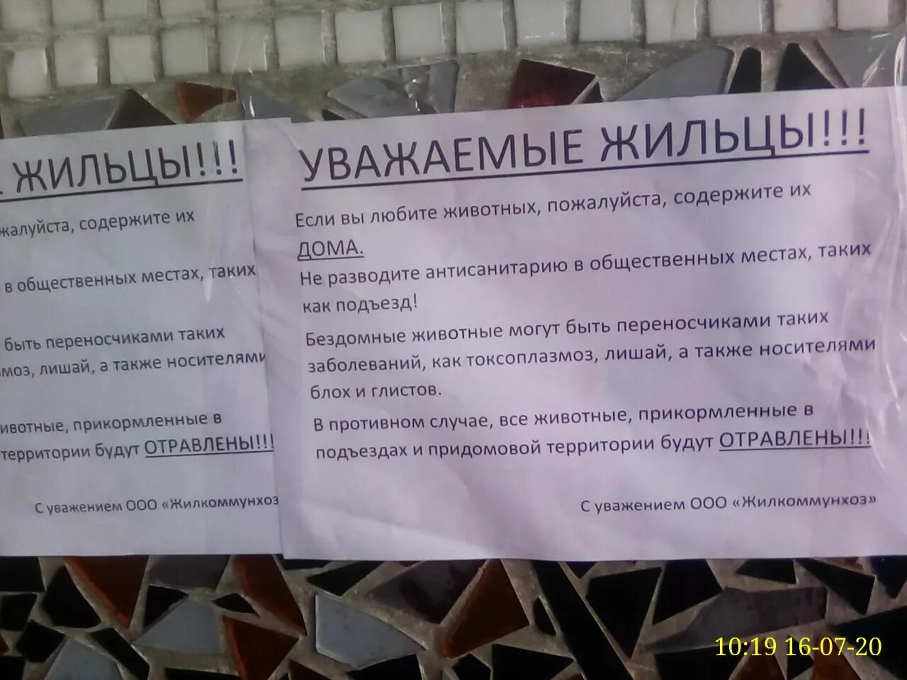 Объявления управляющих компаний. Объявление про кошек в подъезде. гадят в подъезде объявления. объявление о животных в подъезде. объявление не кормить кошек в подъезде.