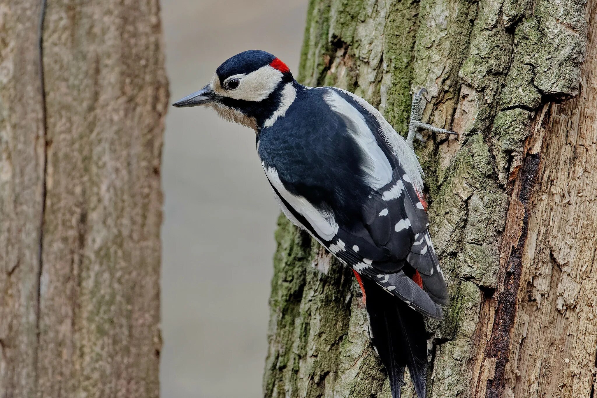 пестрый дятел какой дятел. дятел (пестрый дятел). дятел (пестрый дятел). пестрый дятел какой дятел. пестрый дятел какой дятел.