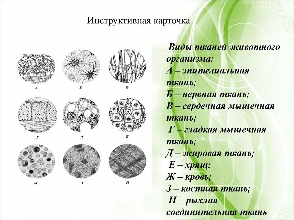 Типы клеток и тканей животных. Типы тканей биология 7 класс. ткани животных. ткани животного организма. разновидности тканей животных.