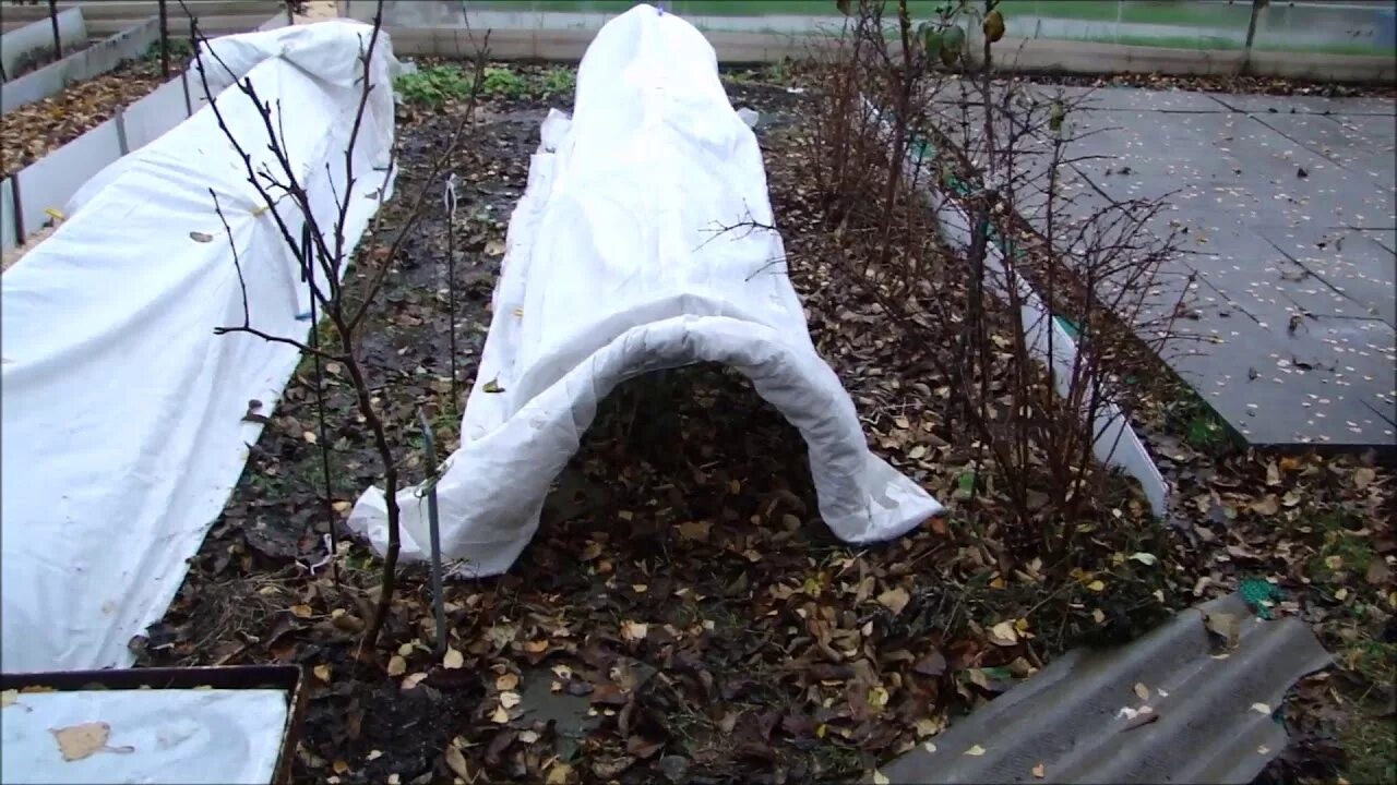 Чем укрыть лук под зиму. Укрытие роз агроволокном спанбондом. укрытие роз ганичкина. розы под укрывным материалом. укрытие деревьев на зиму агроволокном.