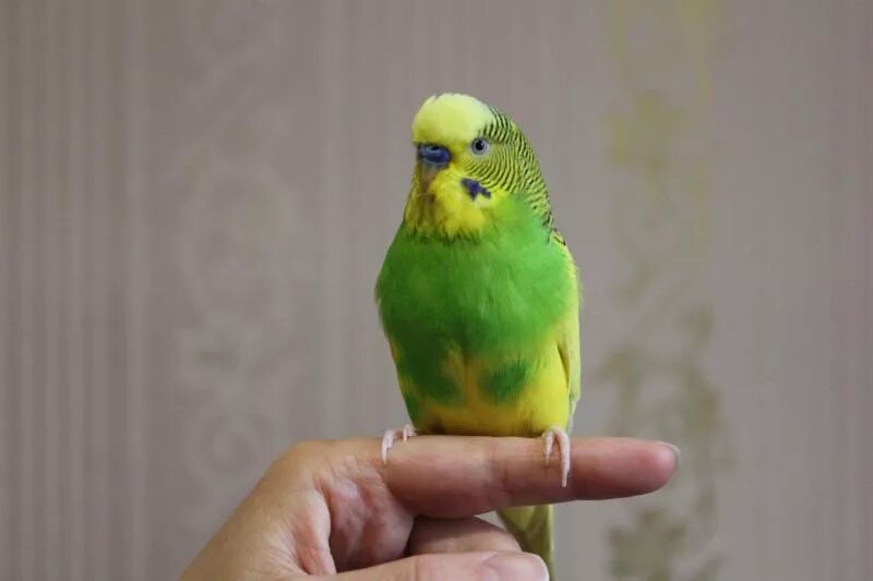 Болезнь зоба у волнистых попугаев. Воспаление зоба у волнистых попугаев. Воспаление зоба у попугая. Воспаление зоба попугай. Воспаление зоба попугай.