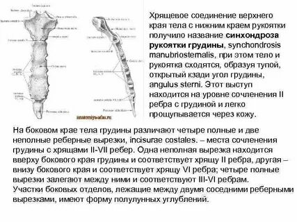 Суставная поверхность грудины